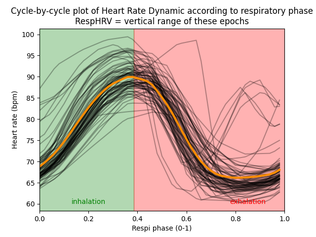 Cycle-by-cycle plot of Heart Rate Dynamic according to respiratory phase RespHRV = vertical range of these epochs